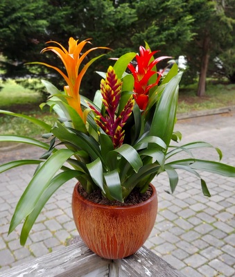 Bromeliad Planter