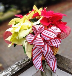 Candy Cane Poinsettia Centerpiece from Rose Garden Florist in Barnegat, NJ