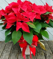 Christmas Blossoms Poinsettia from Rose Garden Florist in Barnegat, NJ