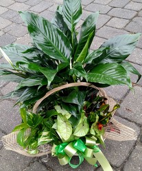 Foliage Garden from Rose Garden Florist in Barnegat, NJ