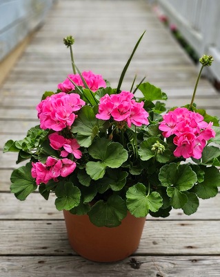 Jersey Geranium Planter from Rose Garden Florist in Barnegat, NJ