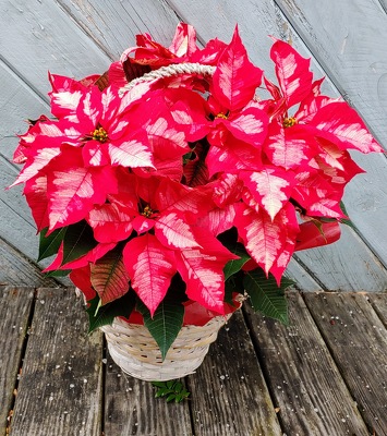 Iced Punch Poinsettia from Rose Garden Florist in Barnegat, NJ Iced Punch Poinsettia from Rose Garden Florist in Barnegat, NJ