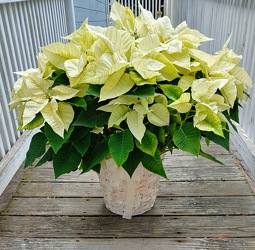 Moonlit Beach Poinsettia from Rose Garden Florist in Barnegat, NJ