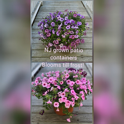 Pretty Patio Pots from Rose Garden Florist in Barnegat, NJ