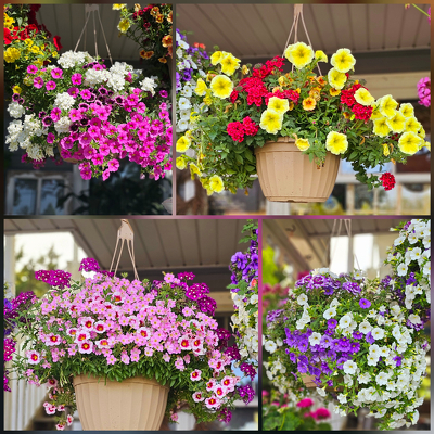Hanging Porch Baskets