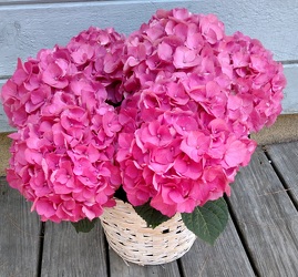 Jersey Shore Hydrangea from Rose Garden Florist in Barnegat, NJ
