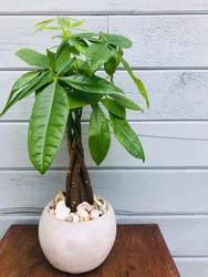 Money Tree - Pachira from Rose Garden Florist in Barnegat, NJ