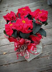 Vintage Rose Poinsettia from Rose Garden Florist in Barnegat, NJ