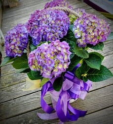 Jersey Shore Hydrangea from Rose Garden Florist in Barnegat, NJ