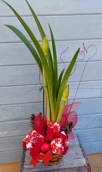 Splendid Amaryllis from Rose Garden Florist in Barnegat, NJ