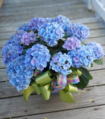 Happy Hydrangea from Rose Garden Florist in Barnegat, NJ