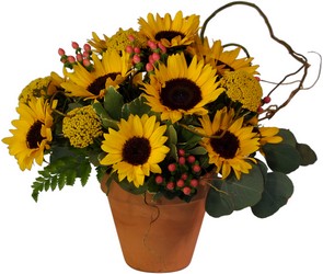 Sassy Sunflower  from Rose Garden Florist in Barnegat, NJ