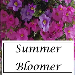 Summer Bloomer from Rose Garden Florist in Barnegat, NJ
